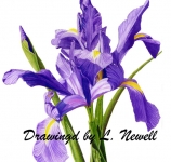 Purple-Iris
