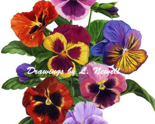 Pansies